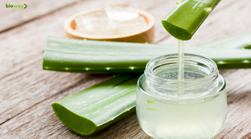 totul despre aloe vera