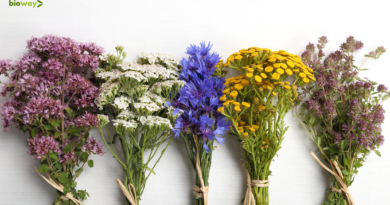 top plante medicinale