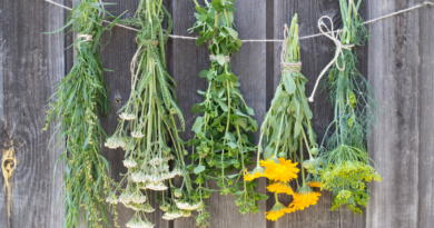 plante medicinale recomandate vara